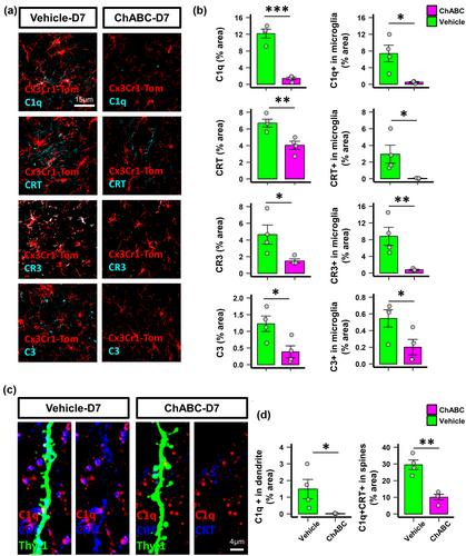 Integrity of neural extracellular matrix is required for microglia-mediated synaptic remodeling