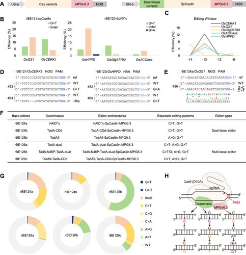 Developing guanine base editors for G-to-T editing in rice