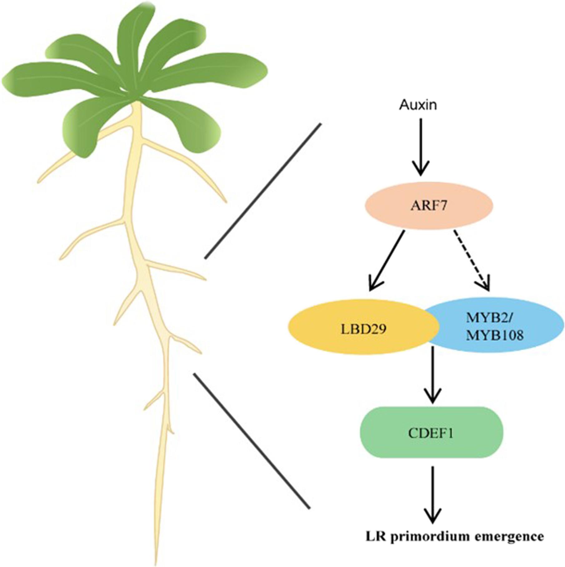 MYB2 and MYB108 regulate lateral root development by interacting with LBD29 in Arabidopsis thaliana