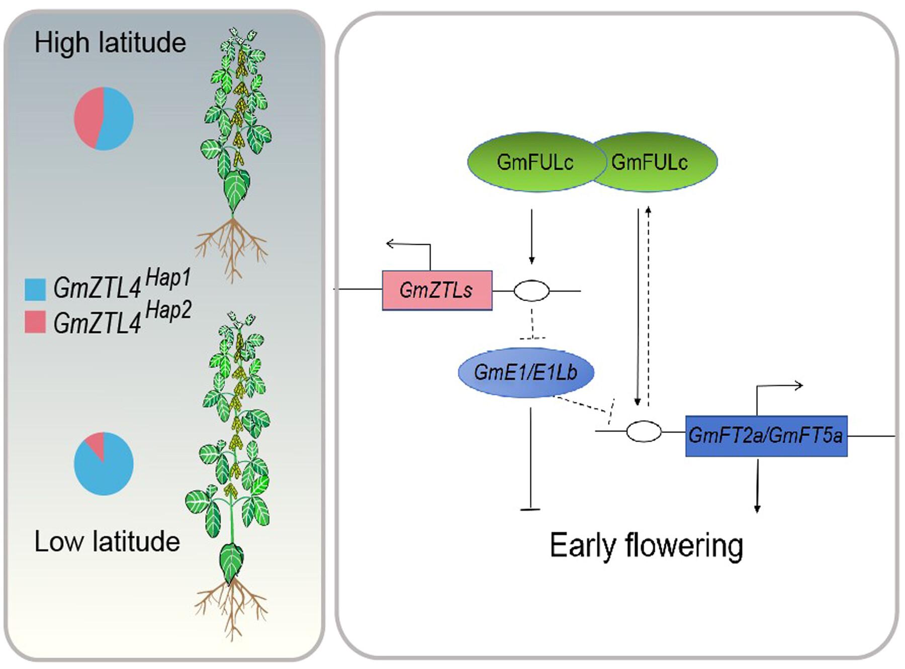 The MADS-box transcription factor GmFULc promotes GmZTL4 gene transcription to modulate maturity in soybean