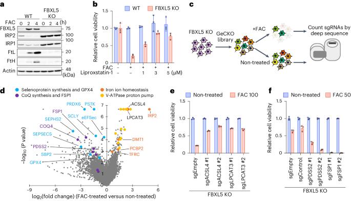 PRDX6 augments selenium utilization to limit iron toxicity and ferroptosis