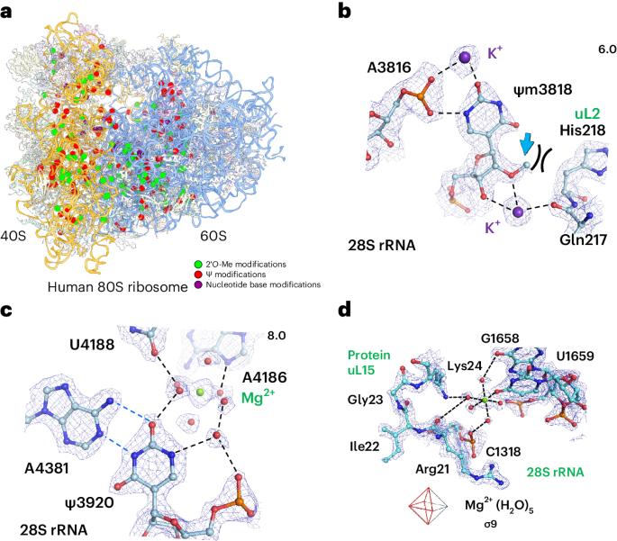 Chemical modifications, ions and water molecules in the sub-2 Å resolution structure of the human 80S ribosome