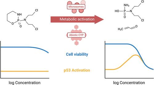 In Vitro Metabolism and p53 Activation of Genotoxic Chemicals: Abiotic CYP Enzyme vs Liver Microsomes