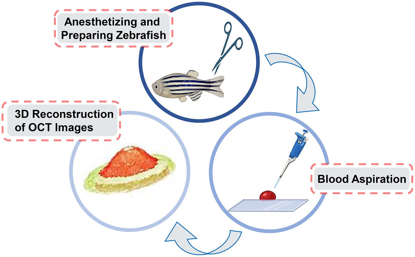 Three-dimensional morphological characterization of blood droplets during the dynamic coagulation process