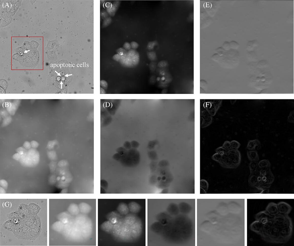 An enhanced multimode phase imaging method based on the transport of intensity equation