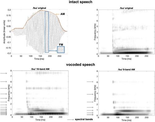 Infants’ abilities to segment word forms from spectrally degraded speech in the first year of life