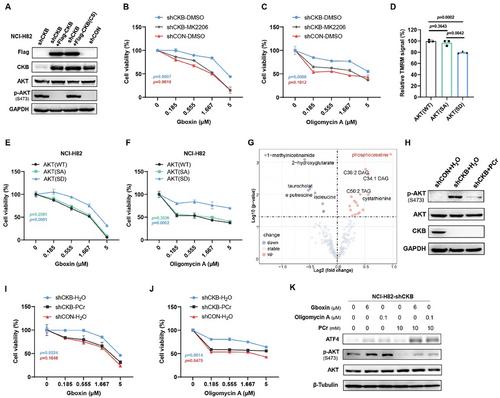 CKB Promotes Mitochondrial ATP Production by Suppressing Permeability Transition Pore