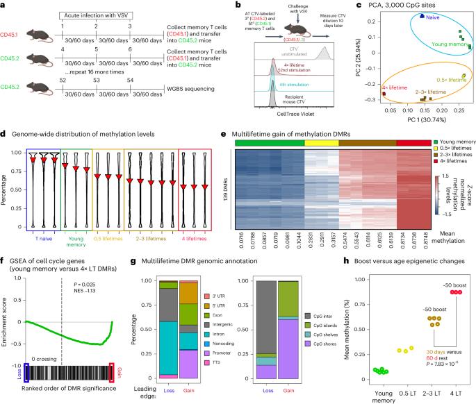 Conserved epigenetic hallmarks of T cell aging during immunity and malignancy