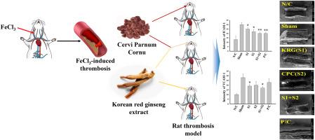 The synergistic effects of Korean Red Ginseng and Cervi Parvum Cornu ameliorating FeCl3-induced arterial thrombosis by downregulating ICAM-1 and VCAM-1