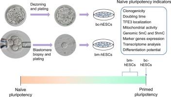 The pluripotency state of human embryonic stem cells derived from single blastomeres of eight-cell embryos