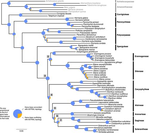 The link between ancient whole-genome duplications and cold adaptations in the Caryophyllaceae