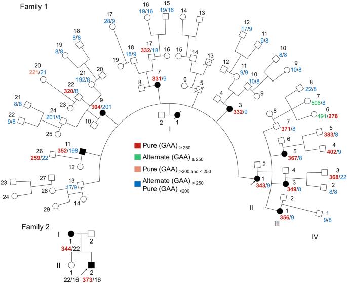 Characteristics of tandem repeat inheritance and sympathetic nerve involvement in GAA-FGF14 ataxia