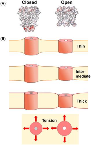 Probing membrane deformation energy by KcsA potassium channel gating under varied membrane thickness and tension