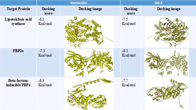 Anti-MRSA activity of chlorophenyl pyrrolo benzodiazepines compound