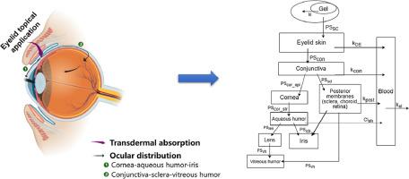 Physiologically Based Pharmacokinetic Modeling and Clinical Extrapolation for Topical Application of Pilocarpine on Eyelids: A Comprehensive Study