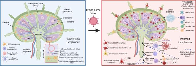 Innate and adaptive immune responses that control lymph-borne viruses in the draining lymph node