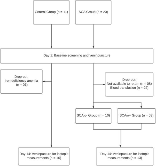 Iron incorporation in red blood cells of pediatric sickle cell anemia: a stable isotope pilot investigation