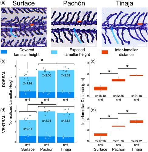 Gill morphology adapted to oxygen-limited caves in Astyanax mexicanus