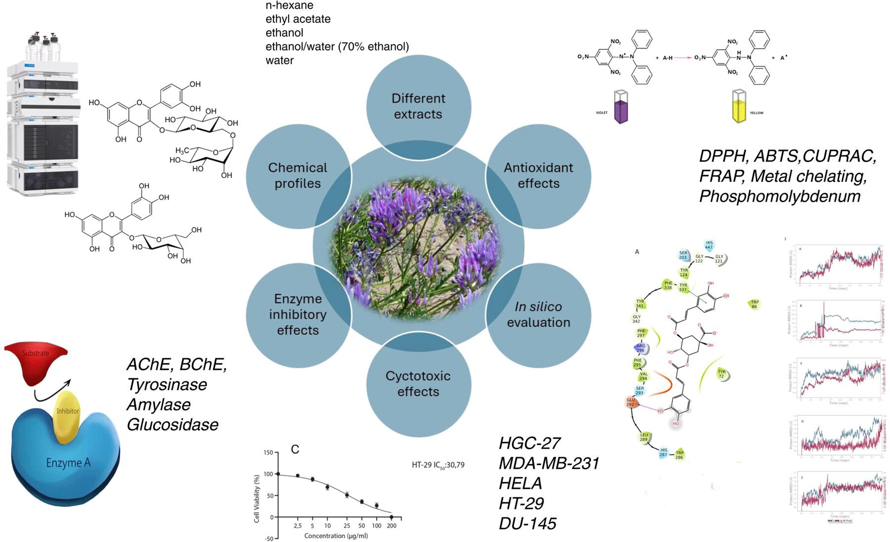 Influence of extraction solvents on the chemical constituents and biological activities of Astragalus aduncus from Turkey flora: In vitro and in silico insights