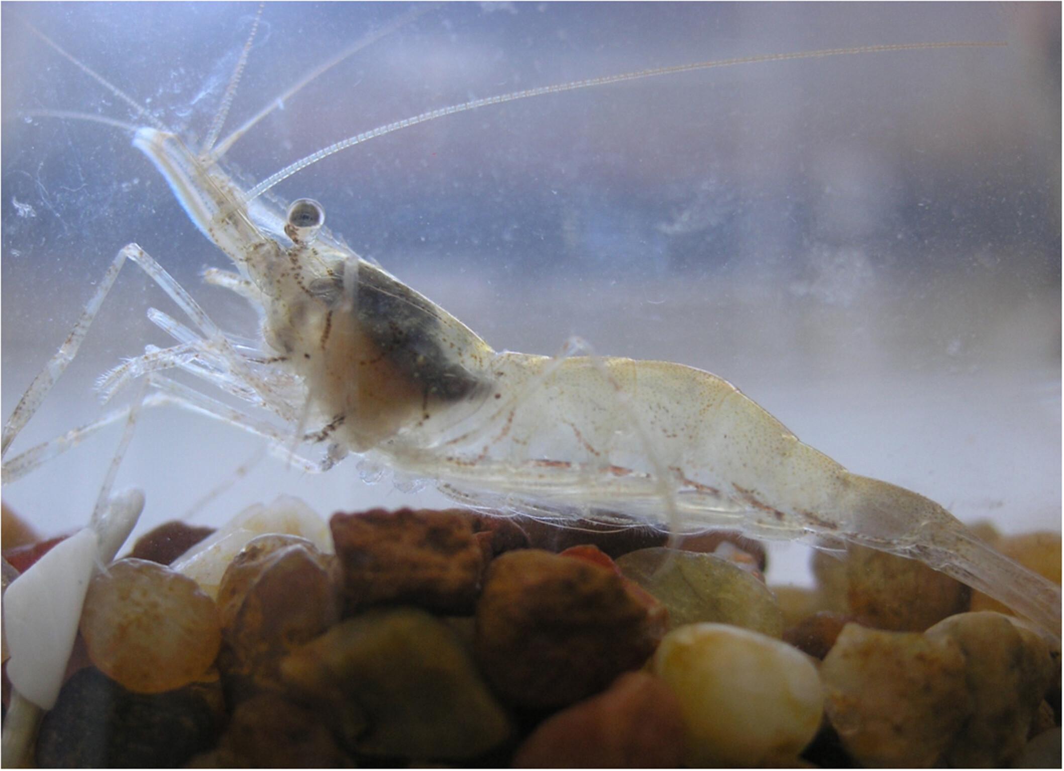 Assessment of the physiological performance of the invasive oriental shrimp Palaemon macrodactylus from an atypical marine population