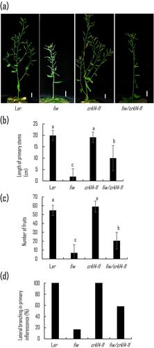 The CRK14 gene encoding a cysteine-rich receptor-like kinase is implicated in the regulation of global proliferative arrest in Arabidopsis thaliana