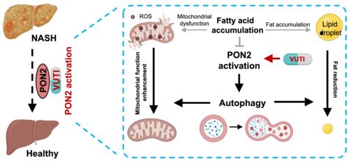 Paraoxonase-2 agonist vutiglabridin promotes autophagy activation and mitochondrial function to alleviate non-alcoholic steatohepatitis