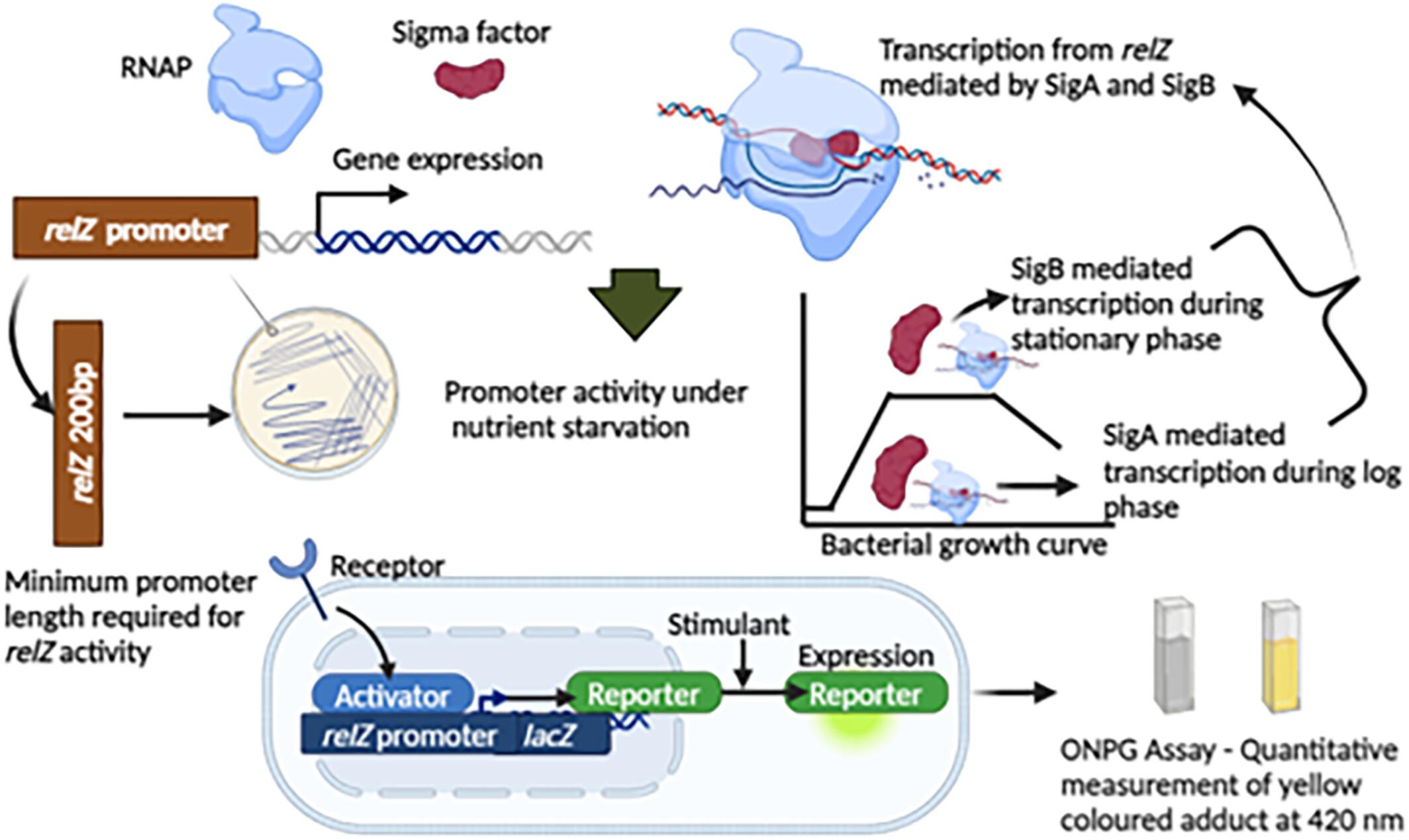 Promoter characterization of relZ-bifunctional (pp)pGpp synthetase in mycobacteria