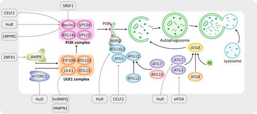 The new kids on the block: RNA-binding proteins regulate autophagy in disease