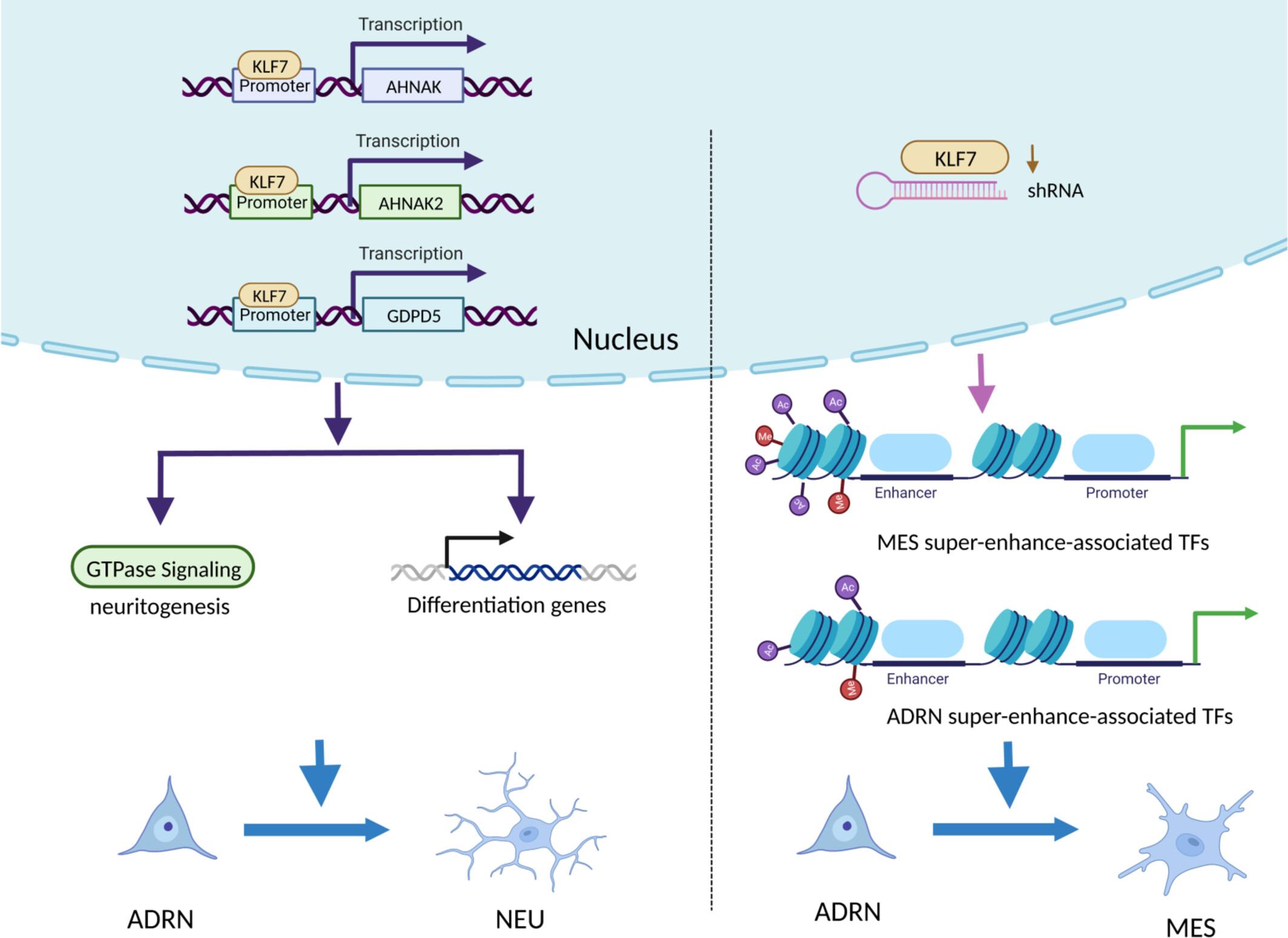 KLF7 promotes neuroblastoma differentiation through the GTPase signaling pathway by upregulating neuroblast differentiation-associated protein AHNAKs and glycerophosphodiesterase GDPD5