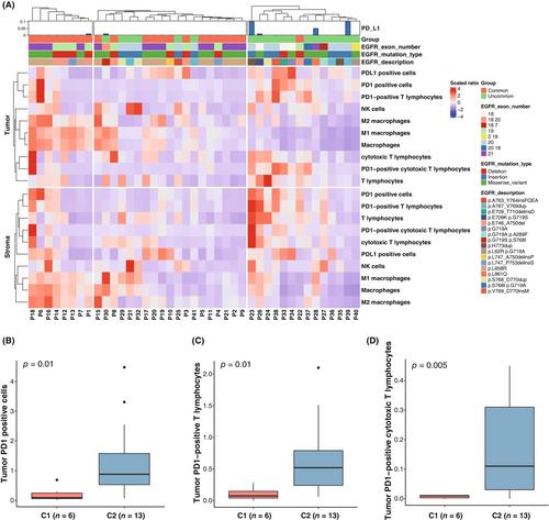 A heterogeneous tumor immune microenvironment of uncommon epidermal growth factor receptor mutant non-small cell lung cancer