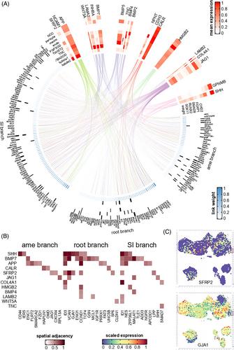 Spatiotemporal cell landscape of human embryonic tooth development