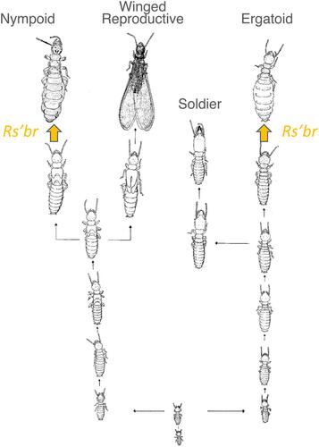 The genetic determination of alternate stages in polyphenic insects