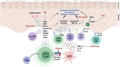 A systematic review of case–control studies of cytokines in blister fluid and skin tissue of patients with Stevens Johnson syndrome and toxic epidermal necrolysis