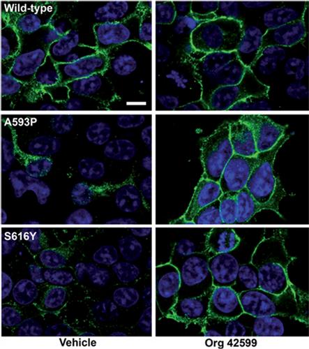 Restoring function to inactivating G protein-coupled receptor variants in the hypothalamic–pituitary–gonadal axis†