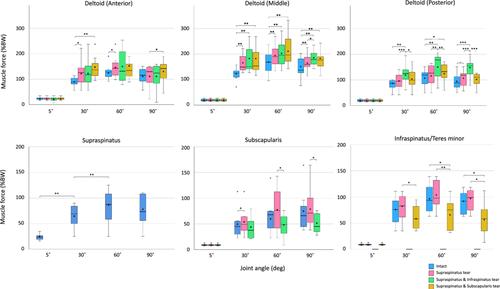 Muscle and joint function in the rotator cuff deficient shoulder