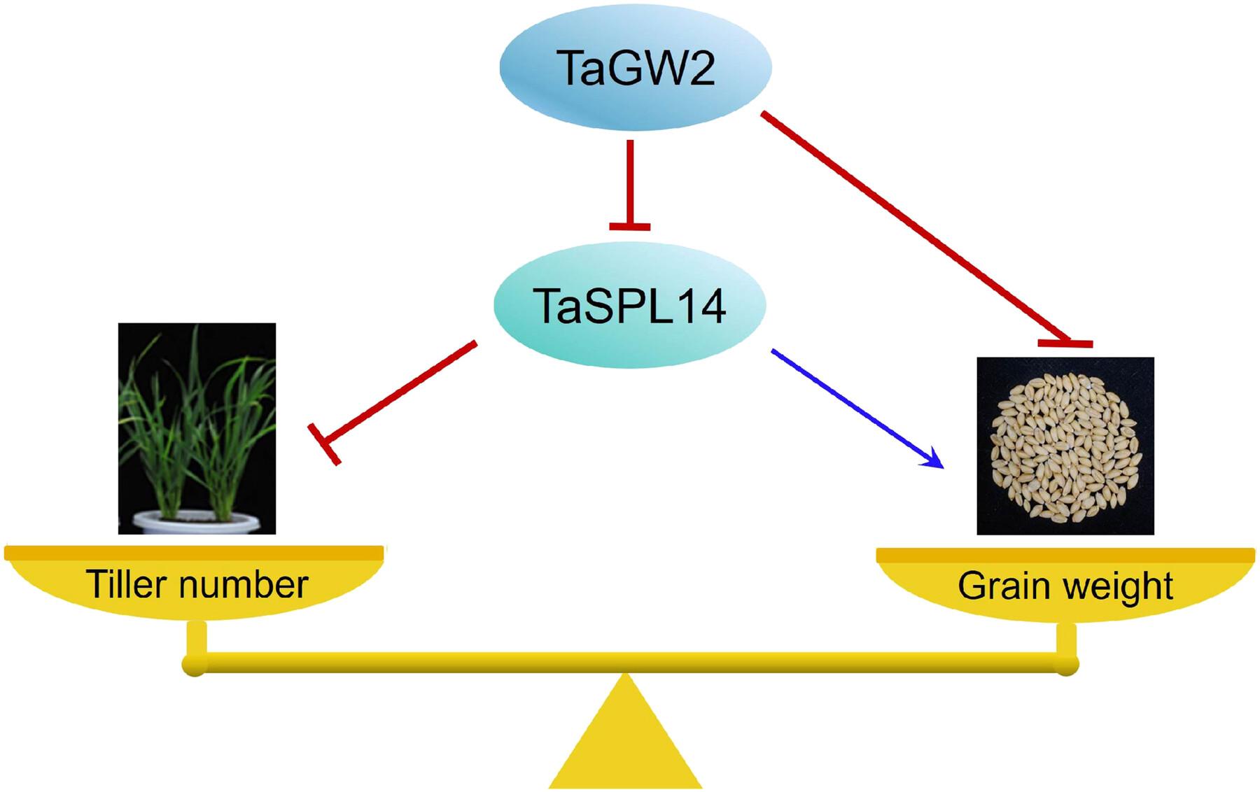 The TaGW2-TaSPL14 module regulates the trade-off between tiller number and grain weight in wheat