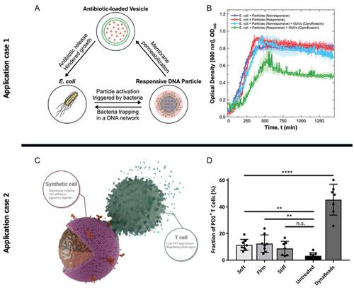 Synthetic Immunology—Building Immunity from the Bottom-Up with Synthetic Cells