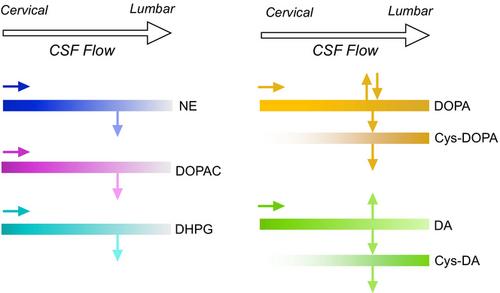 Cerebrospinal fluid concentration gradients of catechols in synucleinopathies