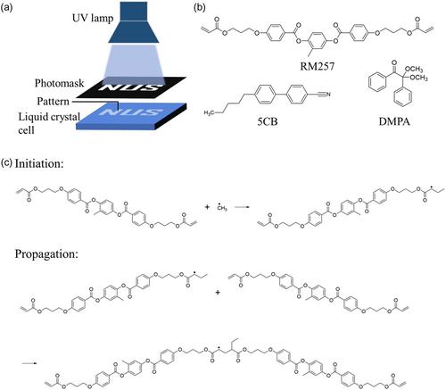 A Two-Stage Polymerization Strategy for Preparing Polymer-Network Liquid Crystals with Oxygen-Sensing Property