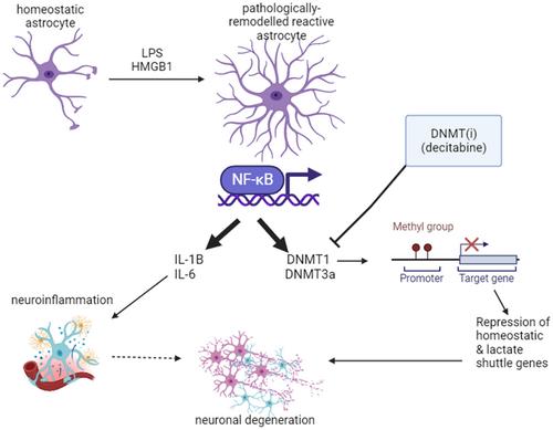 Pathological remodeling of reactive astrocytes: Involvement of DNA methylation and downregulation of homeostatic genes