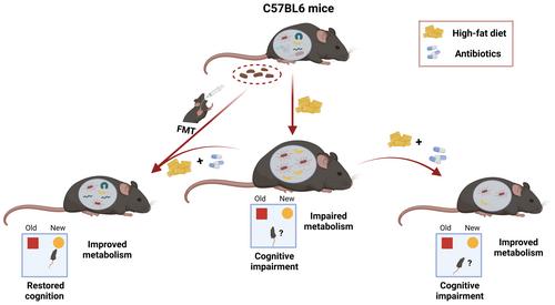 Fecal microbiota transplantation ameliorates high-fat diet-induced memory impairment in mice