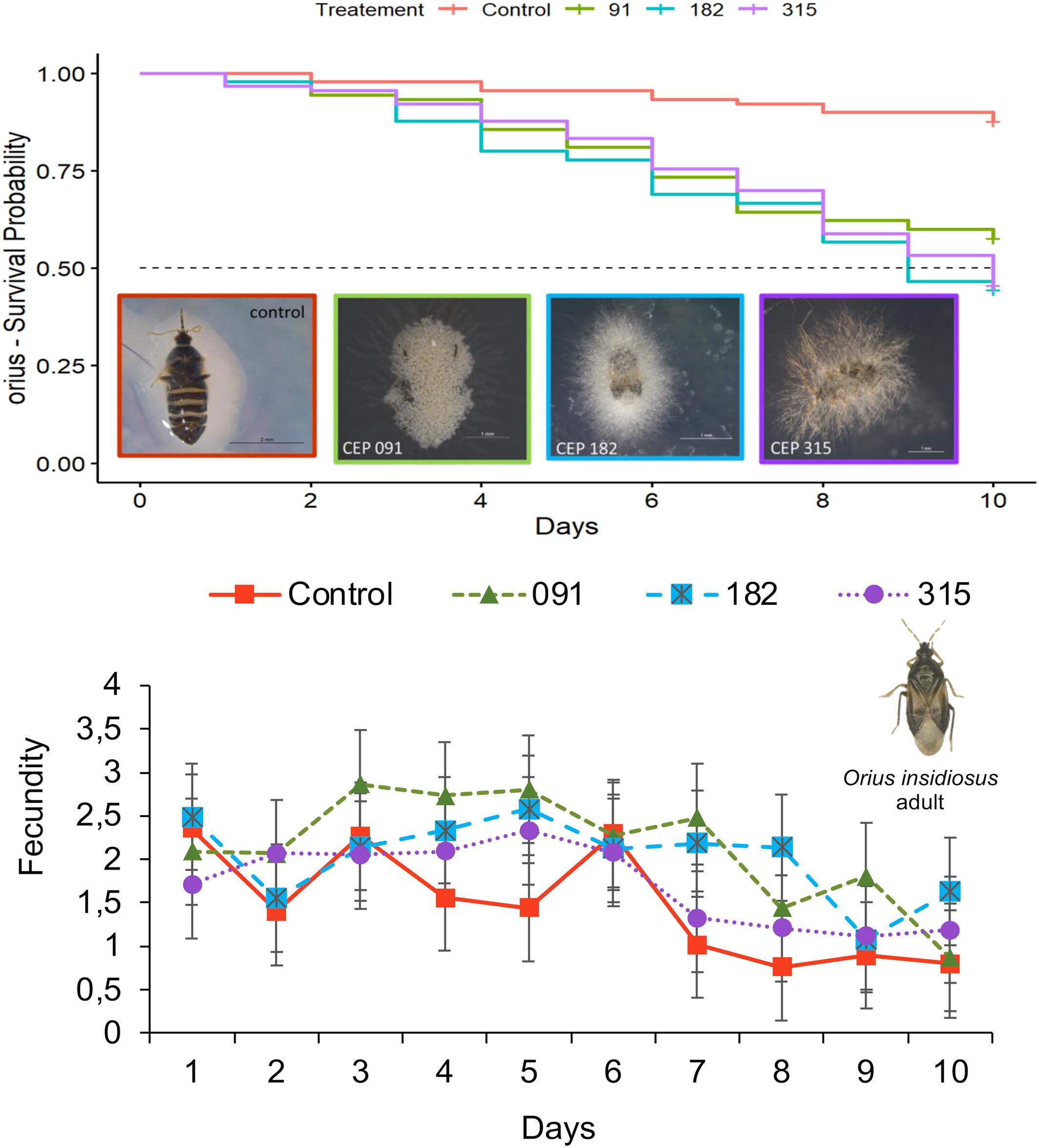 Susceptibility of Orius insidiosus to Beauveria bassiana, Akanthomyces muscarius, and Cordyceps fumosorosea and their effects on predator behavior