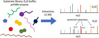 Surveying the scope of aromatic decarboxylations catalyzed by prenylated-flavin dependent enzymes†