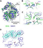 High-throughput selection of (new) enzymes: phage display-mediated isolation of alkyl halide hydrolases from a library of active-site mutated epoxide hydrolases†