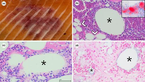 Deciphering the pathogenesis of melanized focal changes in the white skeletal muscle of farmed Atlantic salmon (Salmo salar)