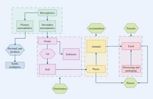 Fighting microplastics: The role of dietary fibers in protecting health