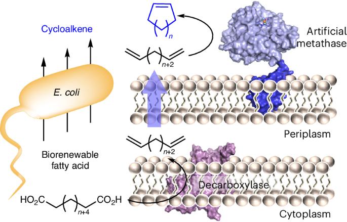 Combining an artificial metathase with a fatty acid decarboxylase in a whole cell for cycloalkene synthesis