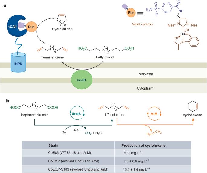 Microbial cell factories for cycloalkene synthesis