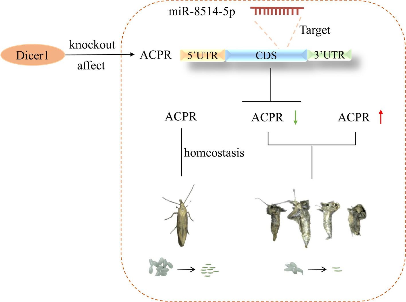 microRNA-8514-5p regulates adipokinetic hormone/corazonin-related peptide receptor to affect development and reproduction of Plutella xylostella