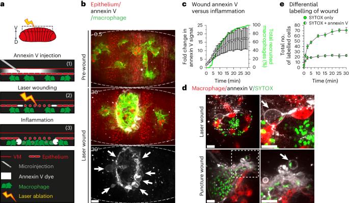 Ferroptosis-like cell death promotes and prolongs inflammation in Drosophila